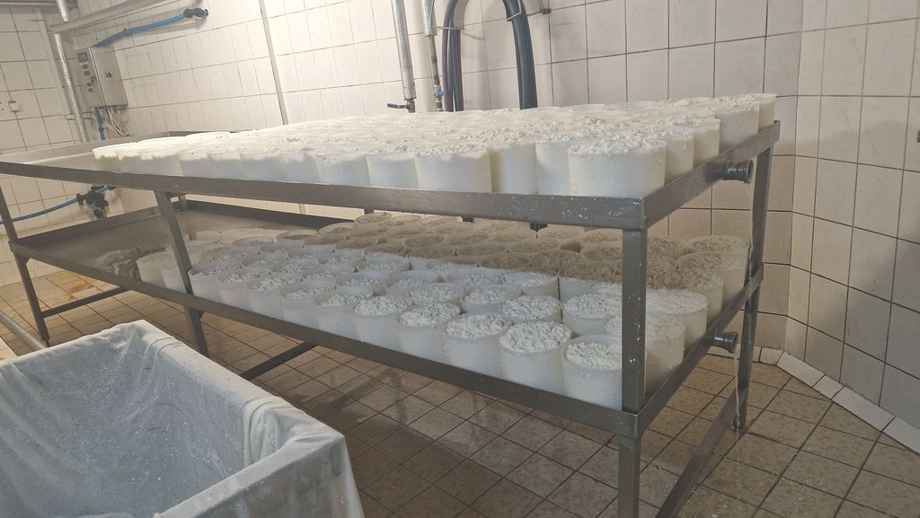 Kręgi sera odciekające w formach na stole